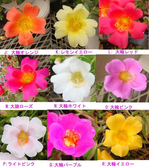 楽天市場 夏苗 花苗 ポーチラカ 全18種類の中から選べる お届け中 Portulaca 一重 八重 大輪系 2色咲きく草花 夏 ポーチュラカ 夏の花 苗 耐暑性 1年草 お買い物マラソン連動ポイント10倍 8月4日 00 8月9日23 00迄 ハッピーガーデン 楽天市場 夏苗 花苗 ポーチラカ 全18種類の中から選べる お届け中 Portulaca 一重 八重 大輪系 2色咲きく草花 夏 ポーチュラカ 夏の花 苗 耐暑性 1年草 お買い物マラソン連動ポイント10倍 8月4日 00 8月9日23 00迄 ハッピーガーデン