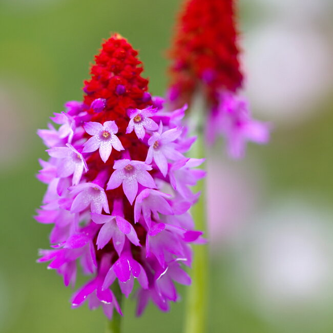 楽天市場 花苗 プリムラ ビアリー１鉢 3号ロング 3 5号ポット お届け4月5日以降発送 Primula Vialii 花苗 秋 冬 苗 宿根草 イングリッシュガーデン 苗 鉢植え 庭植え 寄せ植え ガーデニング 花壇 穂先桜草 宿根草 冬現在上部はありません ハッピーガーデン