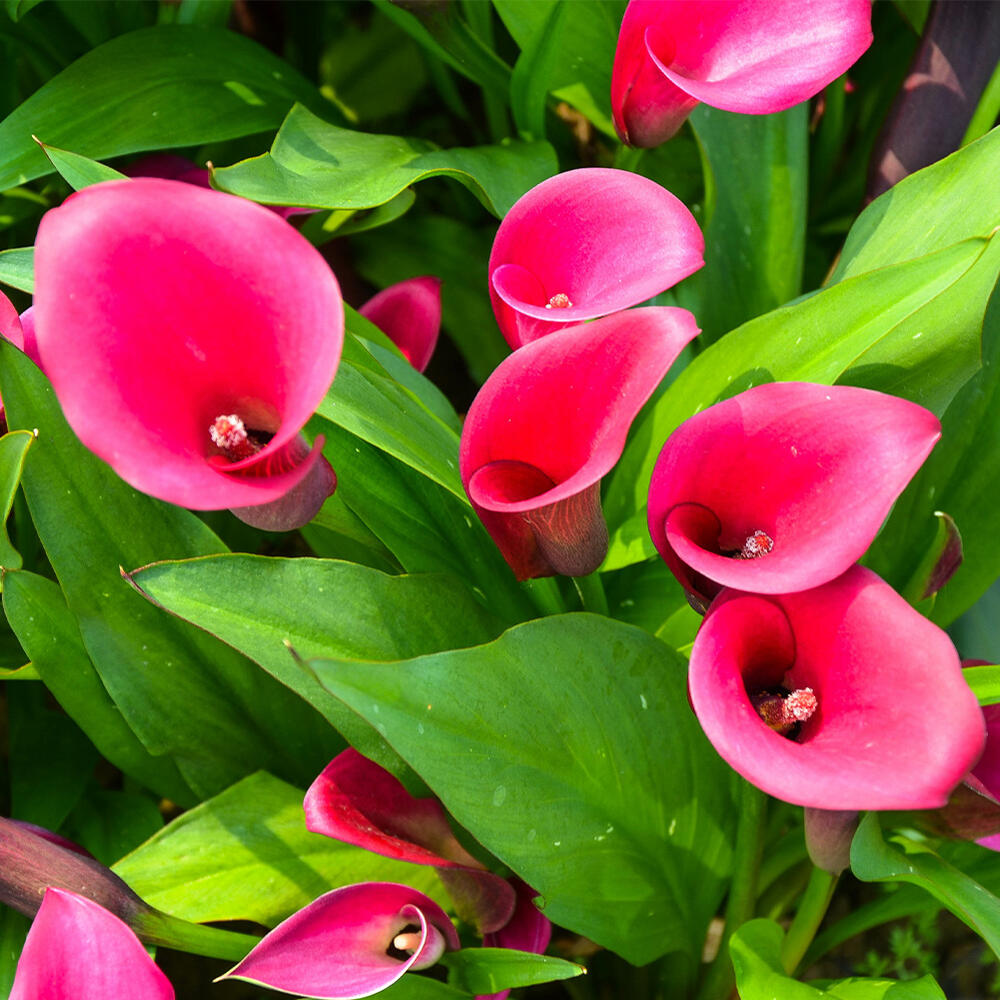 日本未発売 球根 カラー 畑地 1球 選べる3種 お届け中 コンパクト便でお届け Zantedeschia 色幅あり 中型球根 中球根 多年草 Nlite Ph