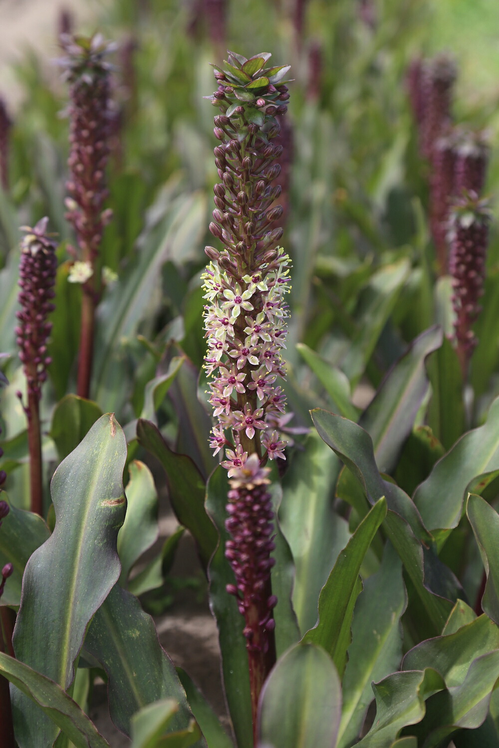 楽天市場】【送料無料】【徳島産/無農薬】彼岸花 球根 1000球 植えっ