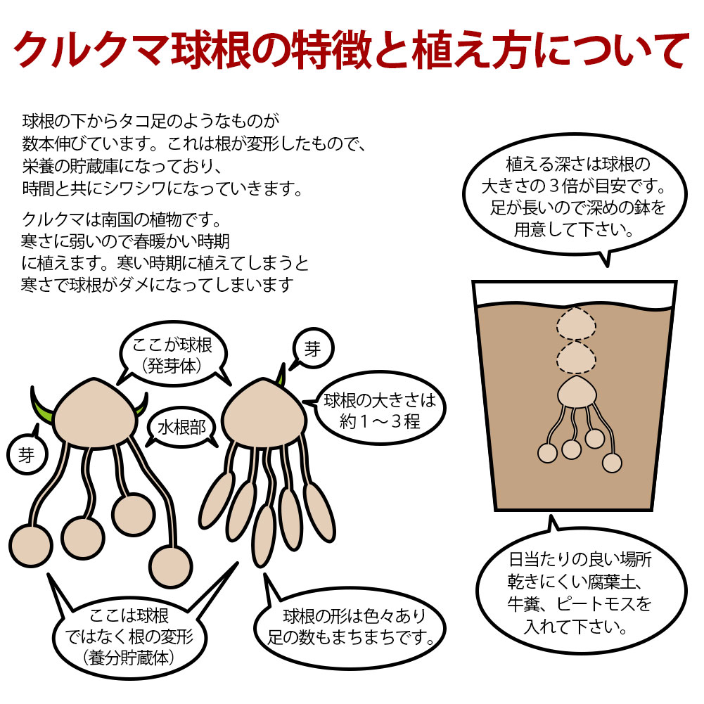 楽天市場 1000円ポッキリ 春球根 クルクマ おまかせ3種 今だけ球根増量 3球 6球セット ピンク ホワイト メール便でお届け 全国どこでも送料無料 Turmeric 小球根 メール便 ネコポス ネコポスでお届け 熱帯植物 ウコン 非耐寒性球根 夏の花 夏の球根 庭植え 鉢植え 地