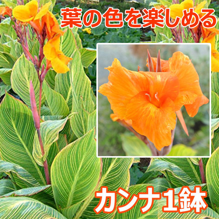 楽天市場 カンナ ベンガル タイガー 大株1鉢7号鉢 お届け中 地域限定送料無料 Canna 花壇 ガーデニング カラーリーフ トロピカルガーデン 宿根 宿根草 夏 花壇 ガーデニング 花苗 ハッピーガーデン