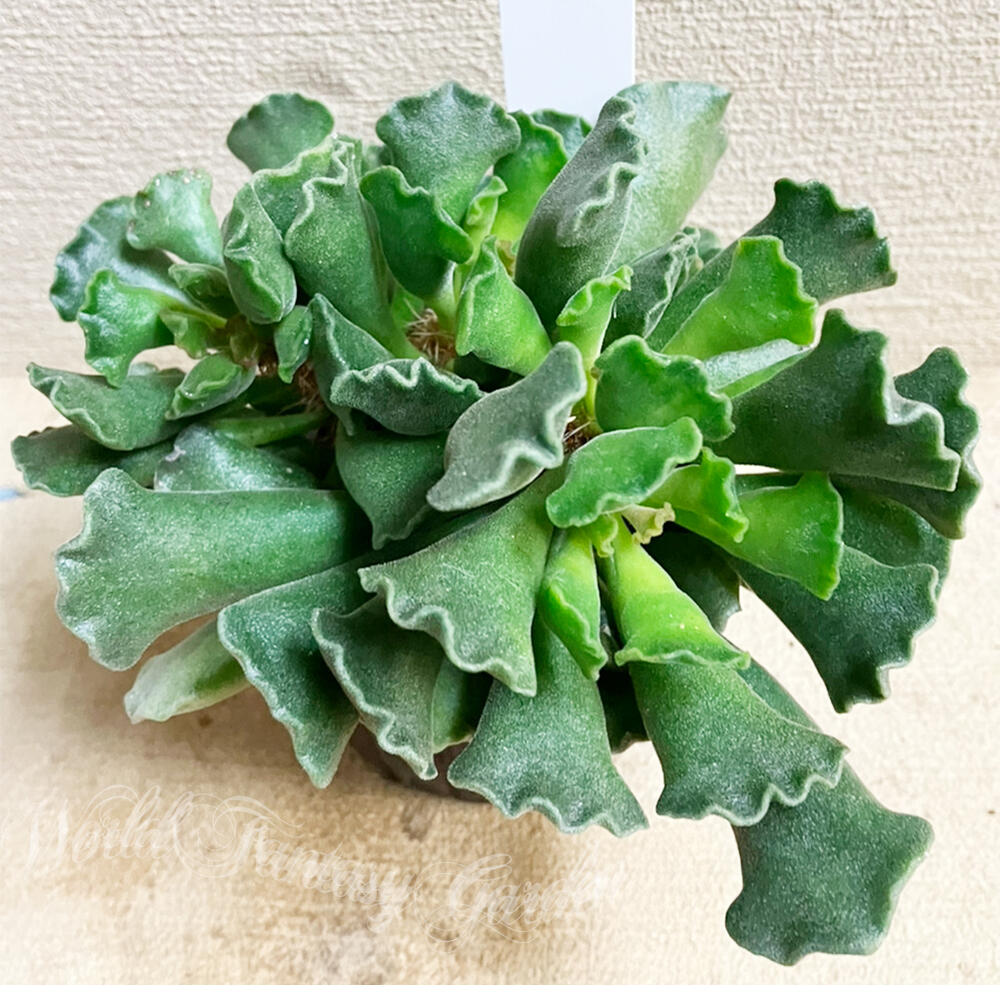 楽天市場】多肉植物 苗 フォーカリア 1鉢 3〜3.5号【お通年販売 お