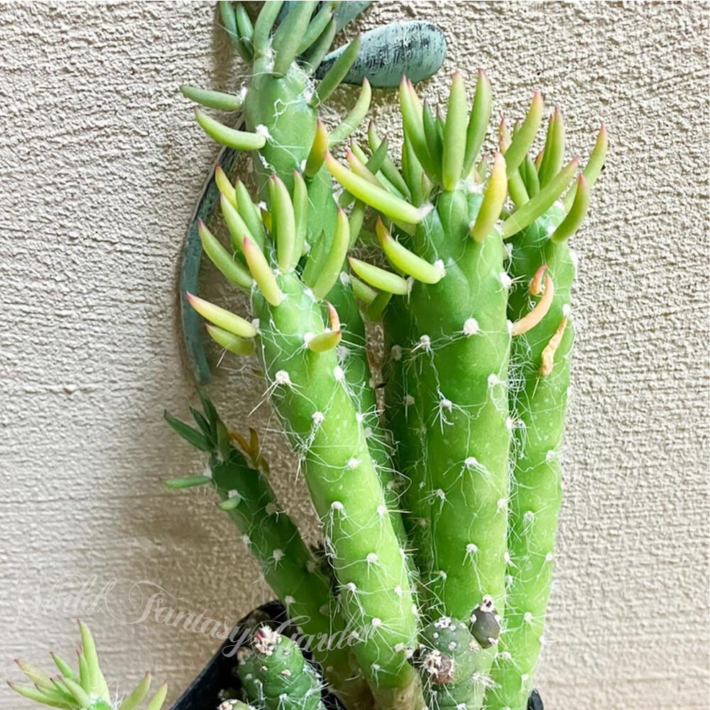 楽天市場】怪獣 多肉植物 苗 リプサリス カスッサ 1鉢 3〜3.5号