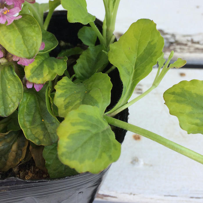 楽天市場 花苗アジュガ マーブルライム 1鉢3 5号 お届け中 Ajuga Marble Lime 寄せ植え 苗 多年草 花苗 桃花 グランドカバー ハンギング ガーデニング 宿根草 シェイドガーデン 大変希少 カラーリーフ 黄金葉 ハッピーガーデン