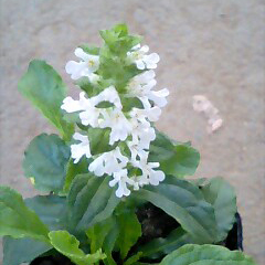 楽天市場 花苗 アジュガ ホワイト 1鉢 2 5 3号 お届け中 Ajuga White Alba 花苗 多年草 苗 宿根草 グランドカバー 耐寒性 シェイドガーデン 白花 苗 花の苗 ガーデニング 寄せ植え 庭植え 季節の花苗 草丈低い 春苗 ハッピーガーデン