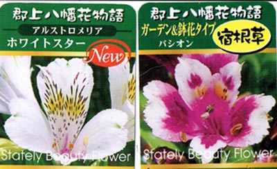 楽天市場 花苗 アルストロメリア 選べる14種 1鉢 3 5号ロングポット お届け中 Alstroemeria 宿根 ガーデンタイプ 切花タイプ 春苗 ガーデニング 切り花 鉢植え 庭植え コサージュ ブーケ 寄せ植え ハッピーガーデン