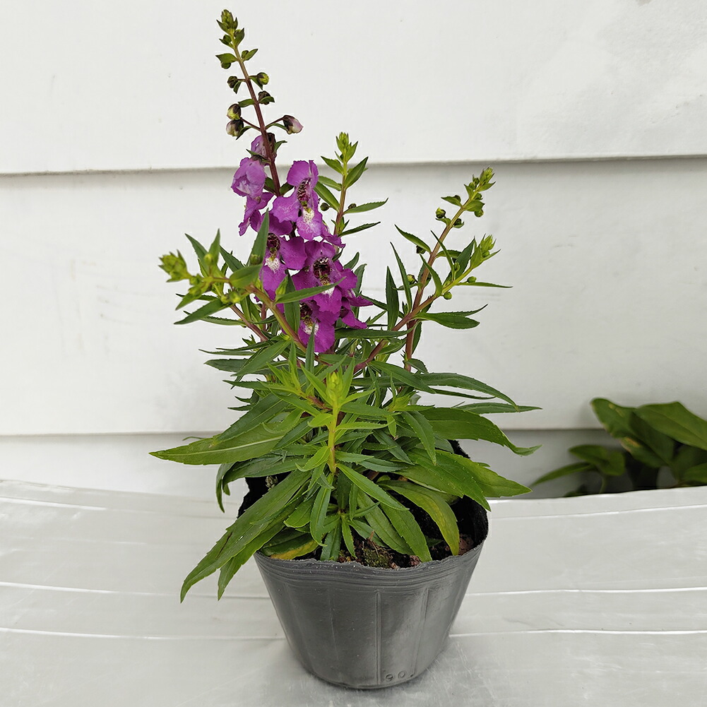 花苗 夏 プランター アンゲロニア お届け中 5色から選べる 鉢植え セレニータ 鉢物 Angustifolia Angelonia 1鉢3 3 5号
