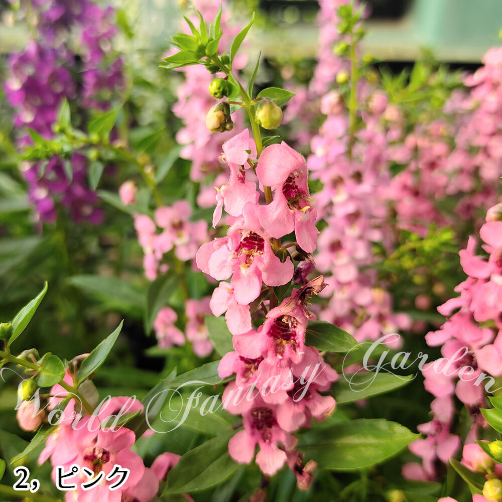 市場 花苗 アンゲロニア Angustifolia 5色から選べる 1鉢3 3 5号 鉢植え 夏 プランター お届け中 セレニータ Angelonia 鉢物