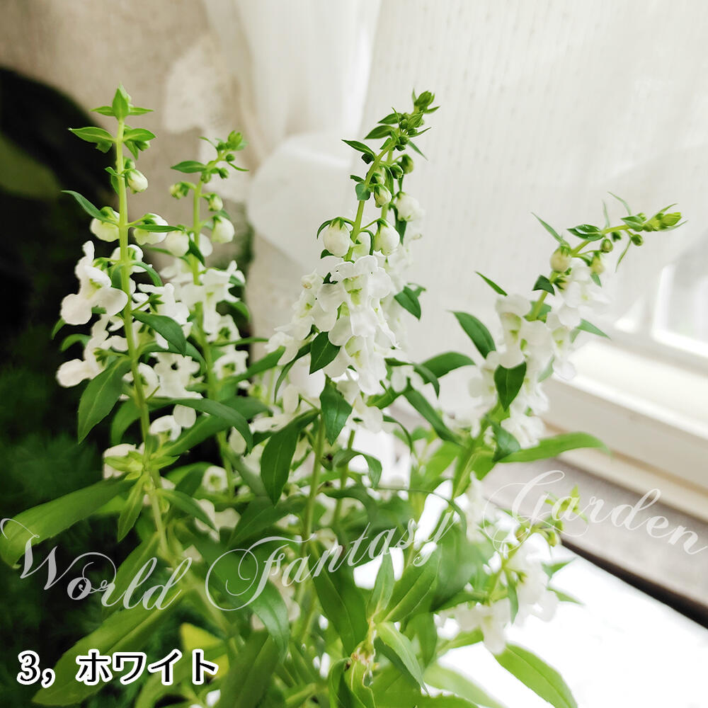 花苗 夏 プランター アンゲロニア お届け中 5色から選べる 鉢植え セレニータ 鉢物 Angustifolia Angelonia 1鉢3 3 5号