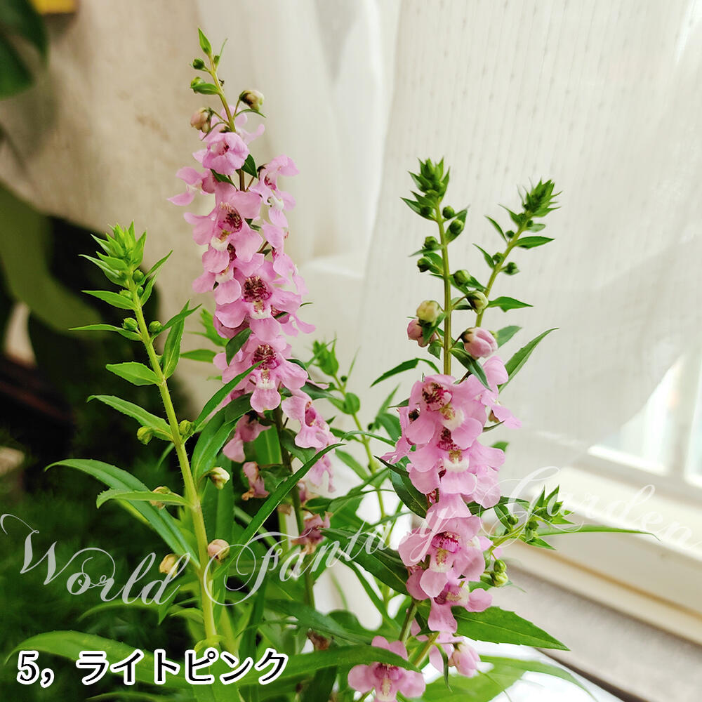 市場 花苗 アンゲロニア Angustifolia 5色から選べる 1鉢3 3 5号 鉢植え 夏 プランター お届け中 セレニータ Angelonia 鉢物