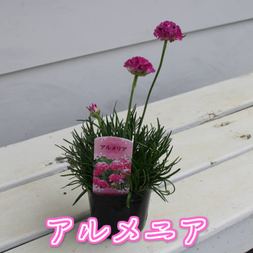 楽天市場 アルメリア 一鉢 花苗 Arumeria イングリッシュガーデン ピンク花 背丈低い 寄せ植え 鉢植え ガーデニング ハッピーガーデン