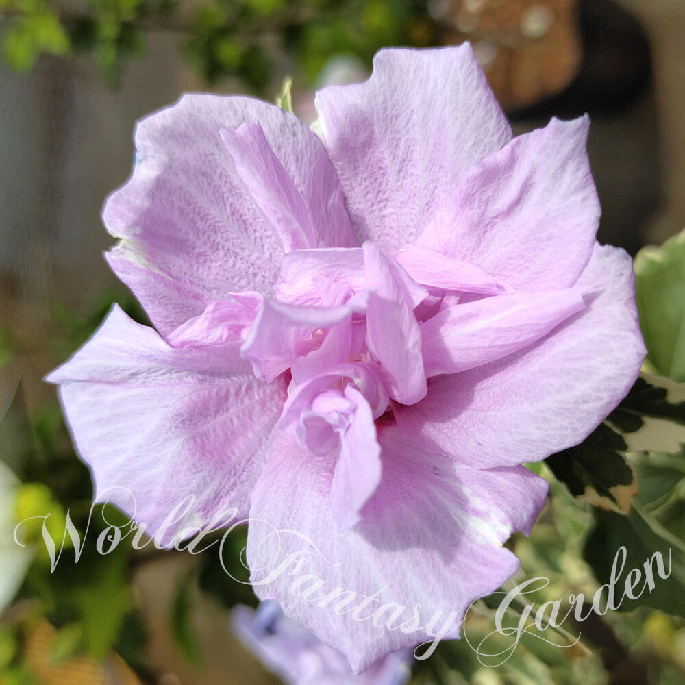 楽天市場 花木 ローズオブシャロン ストロベリー 4 5号 お届け中 Hibiscus Syriacus 鉢植え アオイ フヨウ 庭木 落葉性 桃花 花 が咲く木 花 八重咲き ガーデン ガーデニング ヒビスクス ハイビスカス 木槿 ムクゲ むくげ ハッピーガーデン