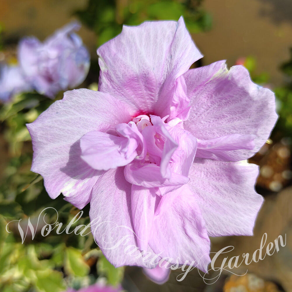 楽天市場 花木 ムクゲ 木槿 むくげ バンゴッホ 斑入り 4号ロングポット お届け中 鉢植え Hibiscus Syriacus アオイ フヨウ 庭木 落葉性 桃花 花が咲く木 花 八重咲き ガーデン ガーデニング ヒビスクス ハイビスカス ハッピーガーデン