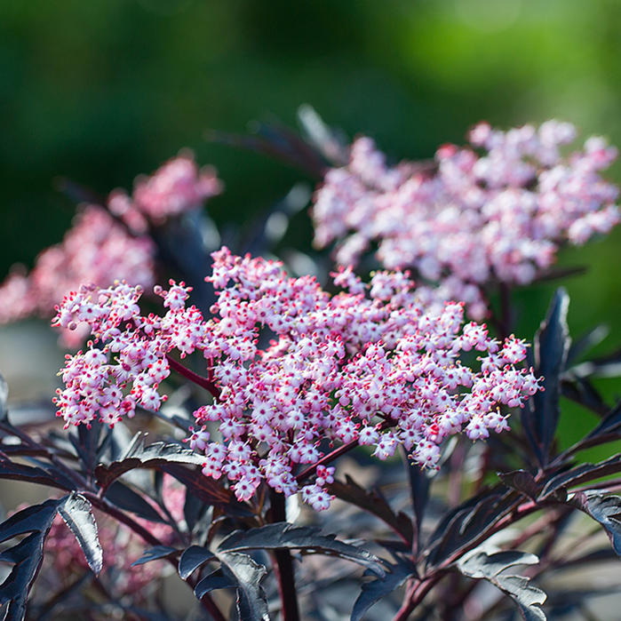 楽天市場 鉢花 西洋ニワトコ サンブカス ブラックレース 大苗 大株1鉢 6号 お届け中 Sambucus Nigra Eva Black Lace 銅葉 西洋ニワトコ エルダー レース状の銅葉 ピンク花 落葉樹 耐寒性 果実 耐寒性低木 庭木 ハッピーガーデン