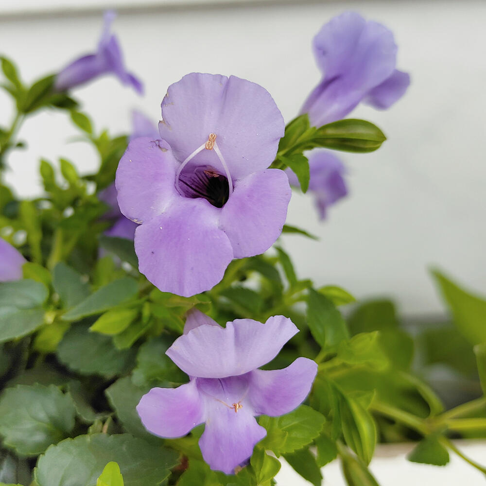 楽天市場 花苗 スーパートレニア カタリーナ ブルーリバー 1鉢 3 3 5号 お届け中 Torenia Hybrid 花壇 プランター 鉢植え ハンギング 青花 夏苗 ガーデニング ガーデン ハッピーガーデン