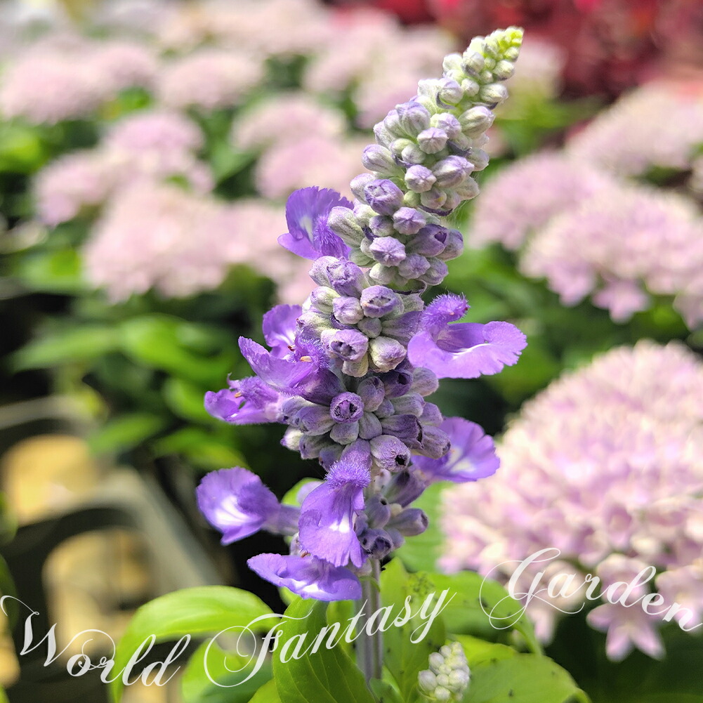 市場 花苗 3号ポット ペンタス レッド ピンク 丈夫 星形 秋まで長く咲く 耐暑性 ホワイト 多年草 夏の花 華やか