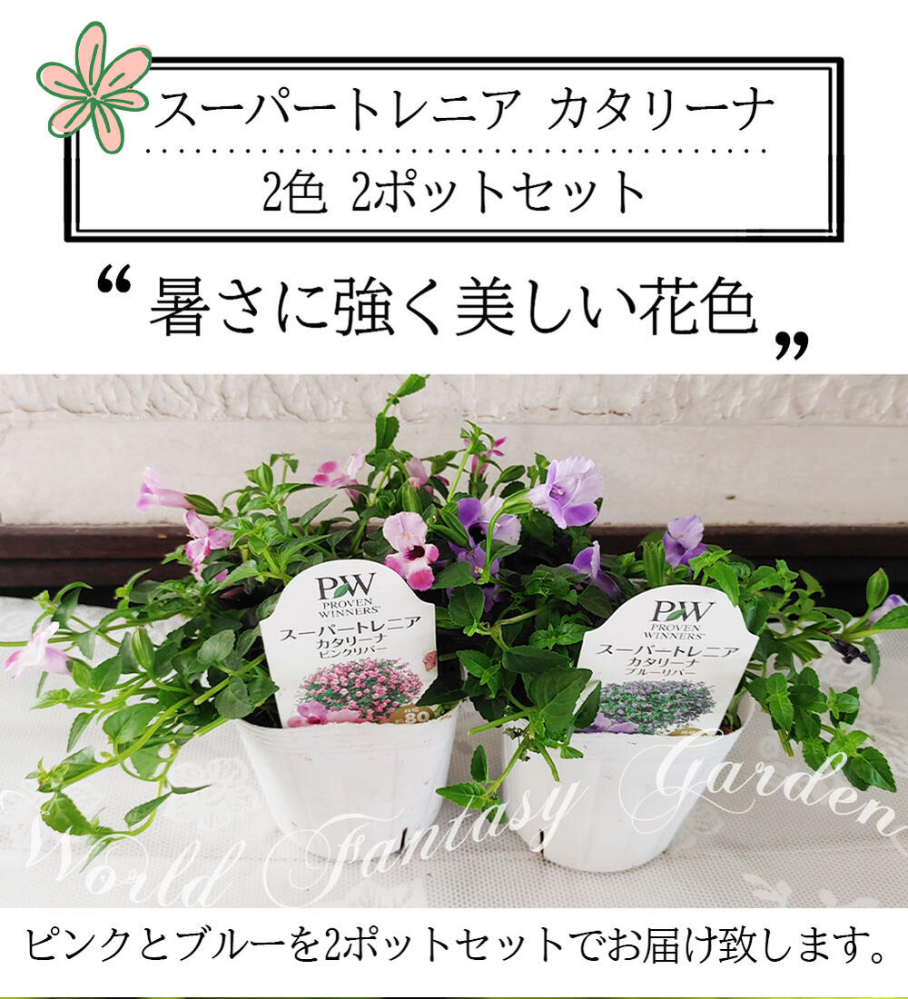 楽天市場 1000円ポッキリ 花苗 スーパートレニア カタリーナ 2色 2鉢セット 1鉢 3 3 5号 お届け中 Torenia Hybrid 花壇 プランター 鉢植え ハンギング 青花 夏苗 ガーデニング ガーデン ハッピーガーデン