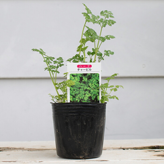 楽天市場 チャービル1鉢anthris Cuscerefolium ハッピーガーデン