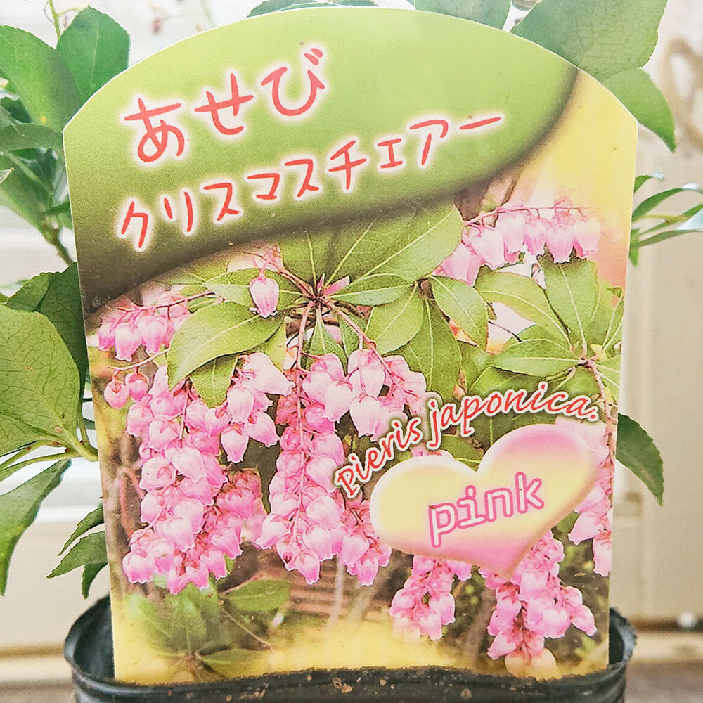 楽天市場 花苗 あせび クリスマスチェアー 1鉢 3 3 5号 お届け中 Pieris Japonica 馬酔木 アセボ アセビツツジ科 庭木 花木 低木 常緑性 秋苗 紫花 庭植え 鉢植え 濃紅花 常緑低木 観賞用 花期 ハッピーガーデン