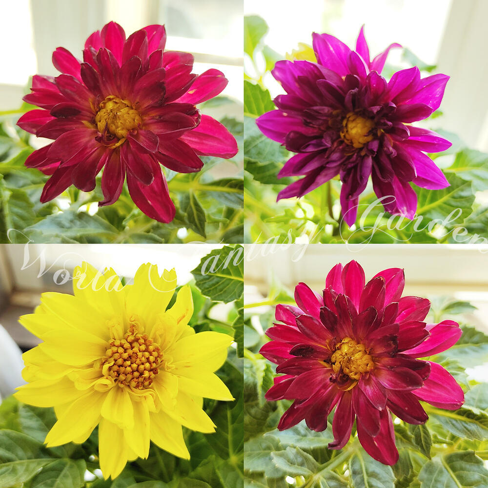 楽天市場 1000円ポッキリ 花苗 ダリア おまかせ3色 3ポットセット お届け中 Dahlia ダリヤ 赤花 黄花 紫花 ガーデン ガーデニング 多年草 鉢植え 花壇 庭植え ハッピーガーデン