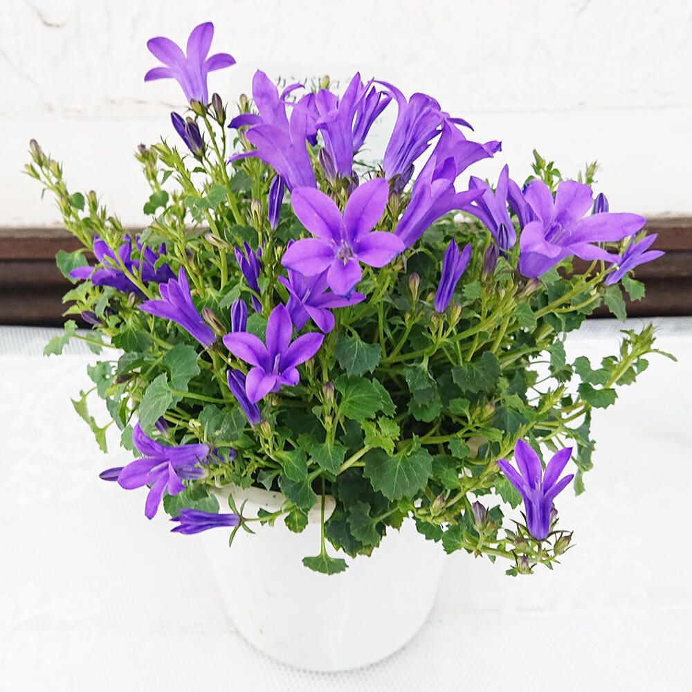 楽天市場 花苗 春 カンパニュラ ダークゲットミー 1鉢 4号 花付き お届け中 Campanula Hybrid カンパニラ 青花 ツリガネソウ 釣鐘草 キキョウ ホタルブクロ 春苗 冬苗 ハッピーガーデン