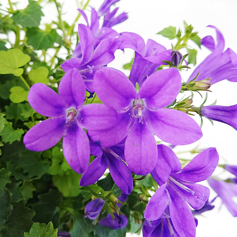 楽天市場 花苗 春 カンパニュラ ダークゲットミー 1鉢 4号 花付き お届け中 Campanula Hybrid カンパニラ 青花 ツリガネソウ 釣鐘草 キキョウ ホタルブクロ 春苗 冬苗 ハッピーガーデン