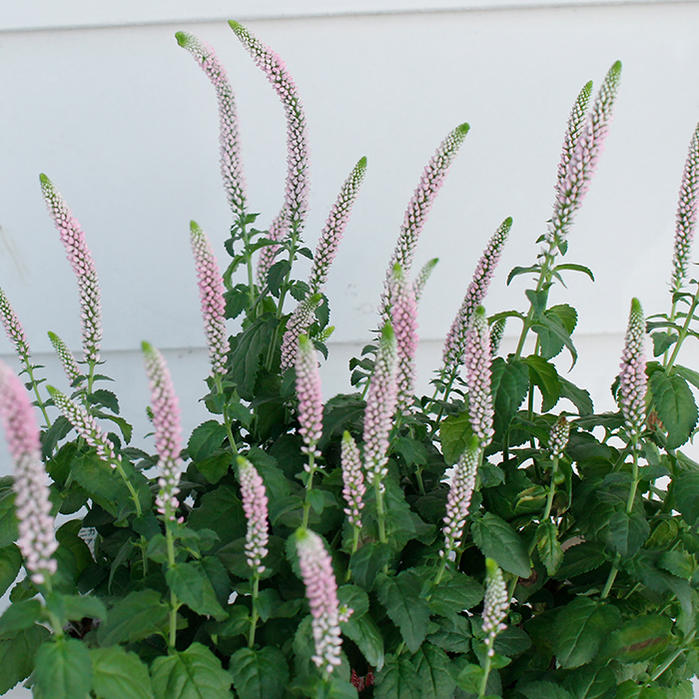 楽天市場 花苗 ベロニカ ファーストキス 1鉢 3 5号 お届け中 秋 苗 宿根草 秋植え花苗 草丈中高 イングリッシュガーデン 苗 寄せ植え 鉢植え 庭植え ガーデニング 花壇 Veronica Fast Kiss ハッピーガーデン