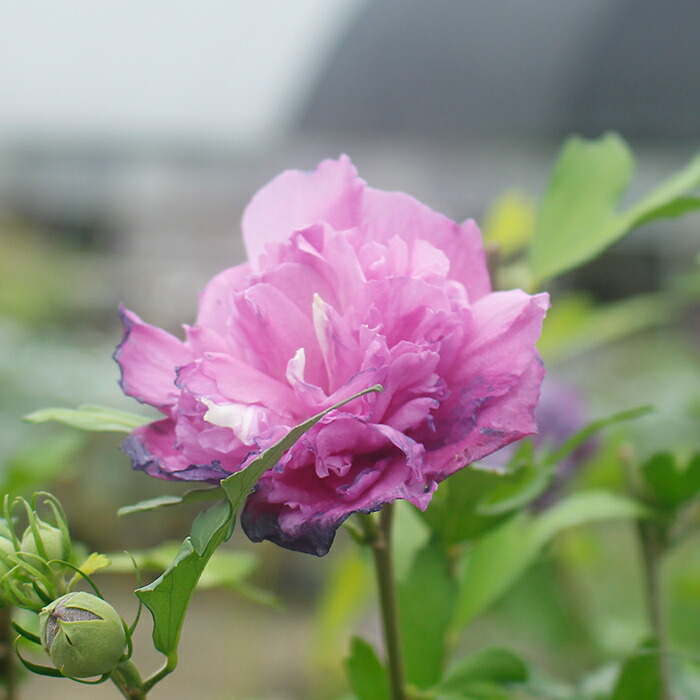 楽天市場 花木 ムクゲ 木槿 むくげ フレンチキャバレー 4号ロングポット 鉢植え Hibiscu ハッピーガーデン