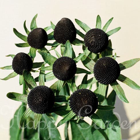 楽天市場】花苗 秋 多年草 宿根草 花 ルドベキア グリーンウィザード 1