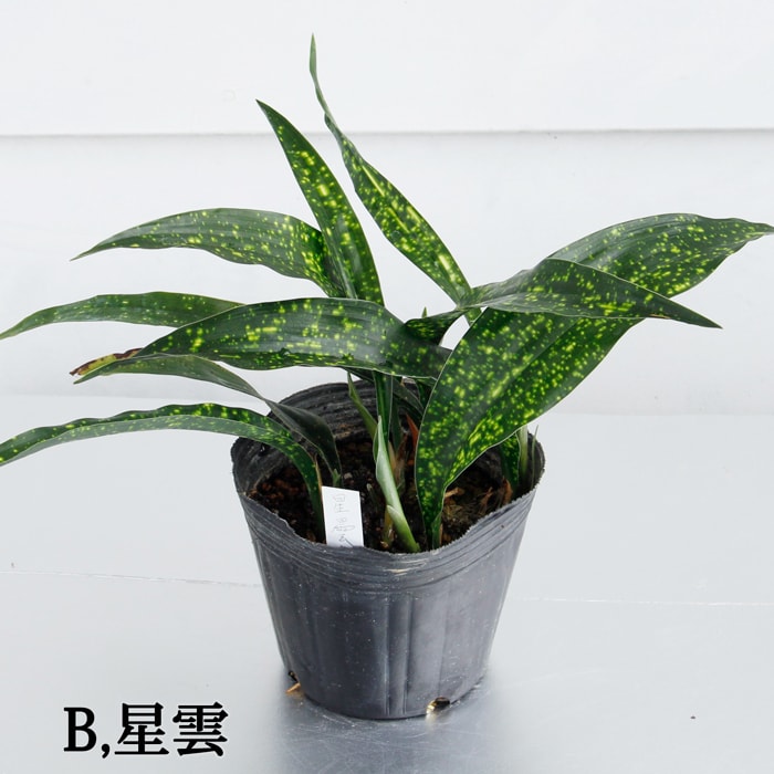 楽天市場 花苗 ハラン 葉蘭 1鉢サイズ3種選べる 直径11cｍ以上 お届け中 Aspidistra Elatior ハラン キャッシュレス還元対象 ハッピーガーデン