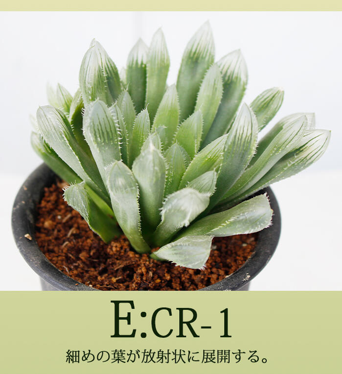 楽天市場 多肉植物 ハオルチア 1鉢 3号 6種から選択 お届け中 Haworthia 観葉植物 多年草 ハオルシア ハウオルチア ハウォルティア ハッピーガーデン