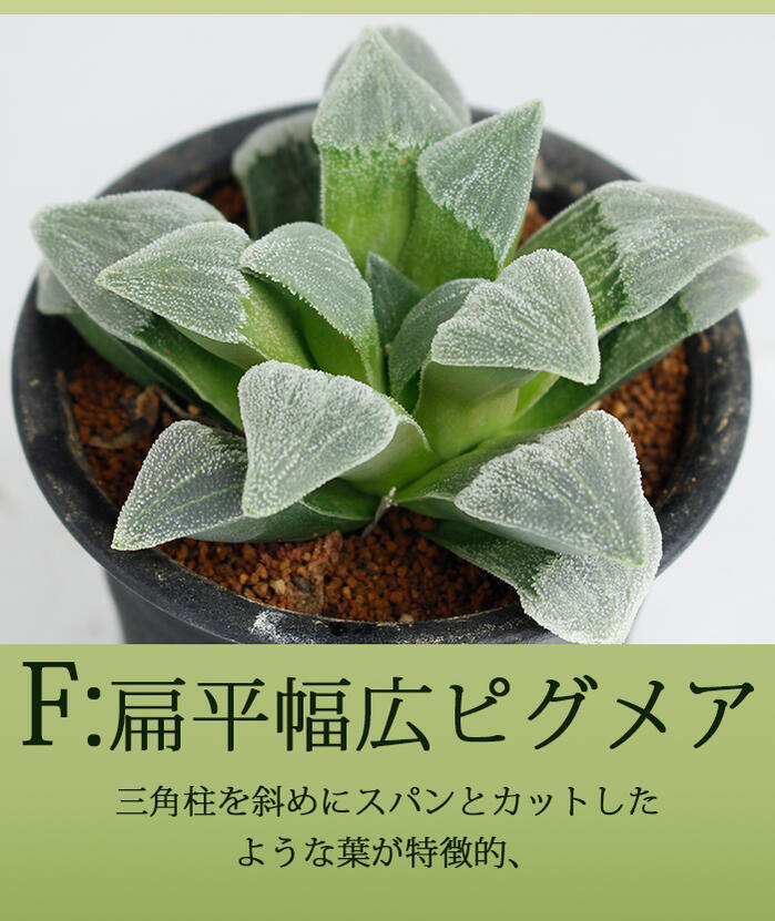 多肉植物 ハオルチア 1鉢 3号 6種から選択 お届け中 Haworthia 観葉植物 多年草 ハオルシア ハウオルチア ハウォルティア Educaps Com Br