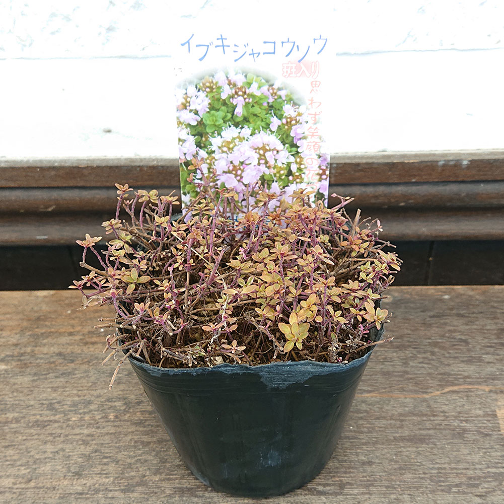 楽天市場 花苗 春 イブキジャコウソウ 斑入り 1鉢 3 3 5号鉢 お届け中 Thymus Quinquecostatus Thymus Serpyllum Ssp Quinquecostatus 花 苗 桃花 グランドカバー 春苗 庭植え 鉢植え プランター ハッピーガーデン