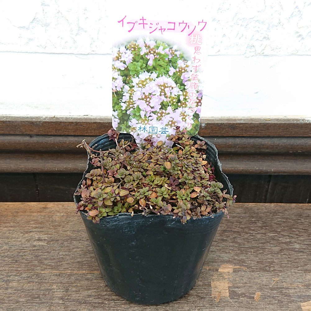 楽天市場 花苗 春 イブキジャコウソウ 桃 1鉢 3 3 5号鉢 お届け中 Thymus Quinquecostatus Thymus Serpyllum Ssp Quinquecostatus 花 苗 桃花 グランドカバー 春苗 庭植え 鉢植え プランター ハッピーガーデン