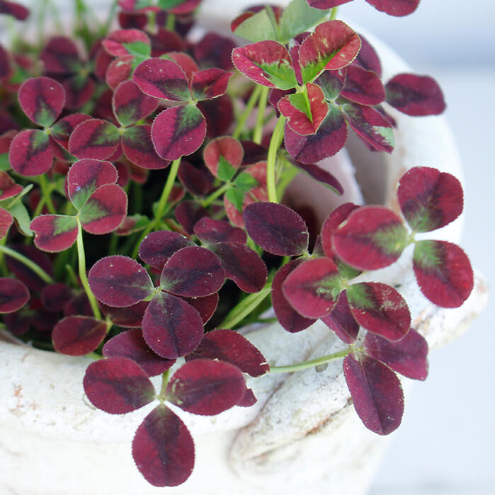 楽天市場 トリフォリウム プリンセスクローバー イザベラ 1鉢3号 Trifolium カラーリーフ 花苗 ガーデニング 寄せ植え Princess Cloverisabella ハッピーガーデン