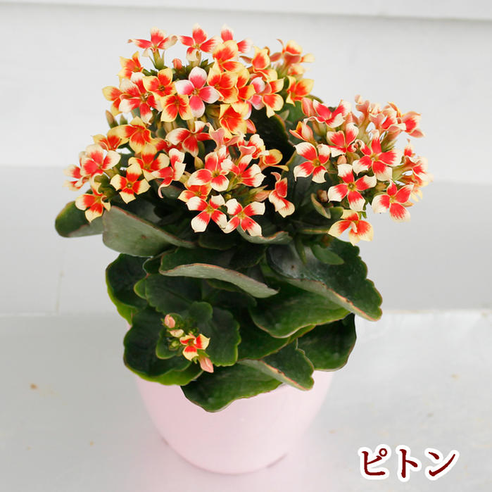 楽天市場 覆輪カランコエ ピトン シリーズ 選べる2色 1鉢 4号 お届け中 Kalanchoe ピンクのプラ鉢でお届け お花 花鉢 鉢花 鉢植え 花 室内 秋 ハッピーガーデン