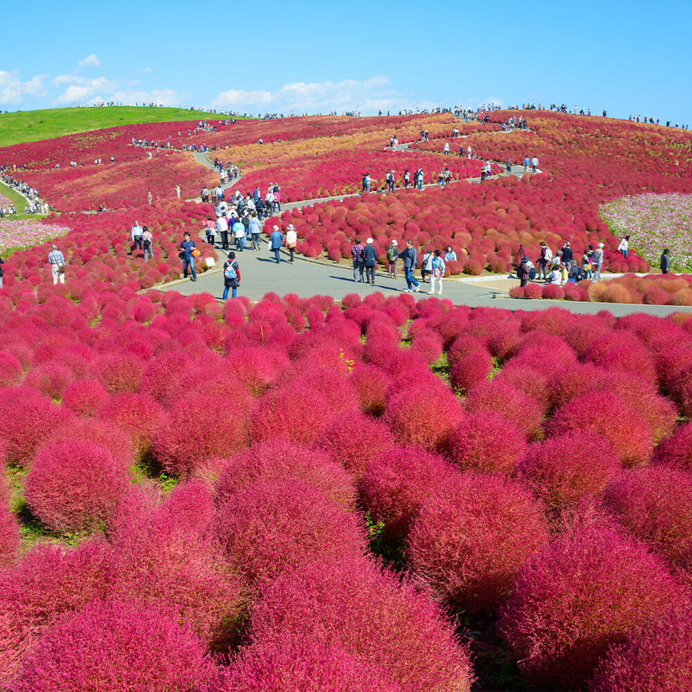 楽天市場 1000円ポッキリ 花苗 ホウキ草 コキア 4鉢セット 3 3 5号 お届け中 Bassia Scoparia Kochia Scoparia 夏植え 生け垣 花壇 鉢植え 庭植え 草花 一年草 イソボウキ イソホウキギ ホウキグサ サマーサイプレス バーニングブッシュ 秋 紅葉 カラーリーフ 苗