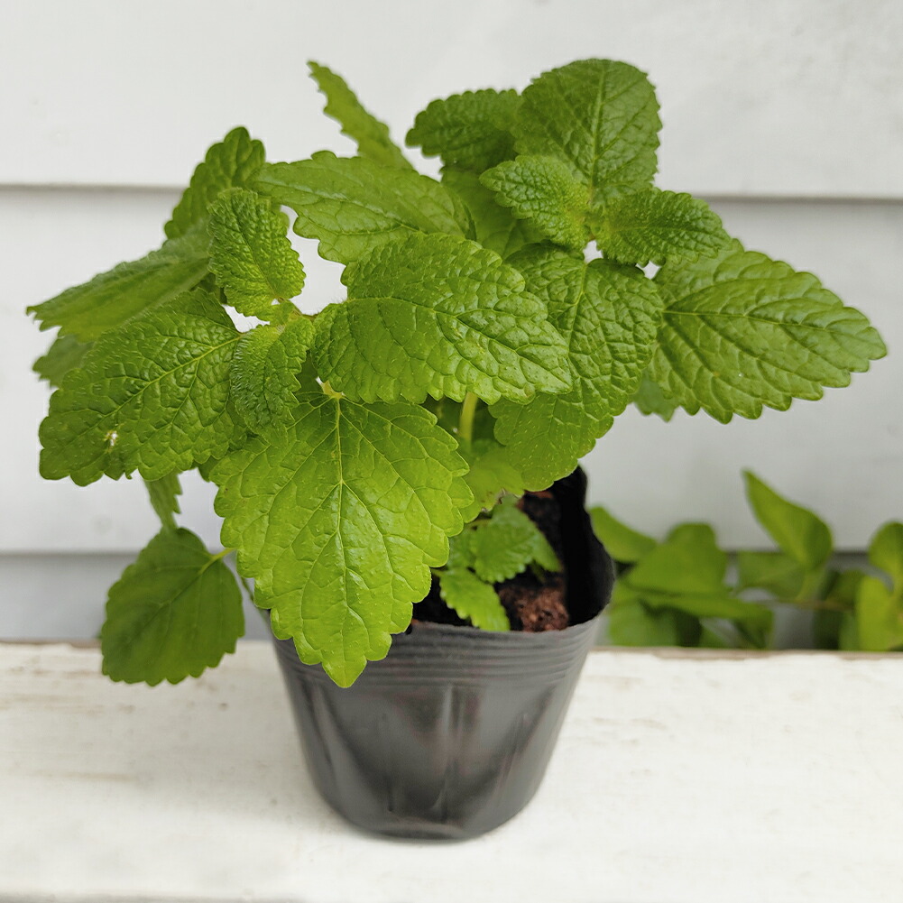 楽天市場 ハーブ苗 レモンバーム 1鉢 3 3 5号 お届け中 Melissa Officinalis Lemon Balm コウスイハッカ メリッサ セイヨウヤマハッカ ハーブ 草花 多年草 白花 ガーデニング ガーデン 庭植え 鉢植え ハッピーガーデン
