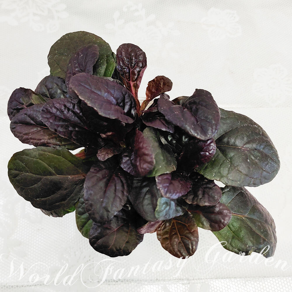 楽天市場】花苗 アジュガ マホガニー 1鉢 2.5〜3号【通年販売 お届け中