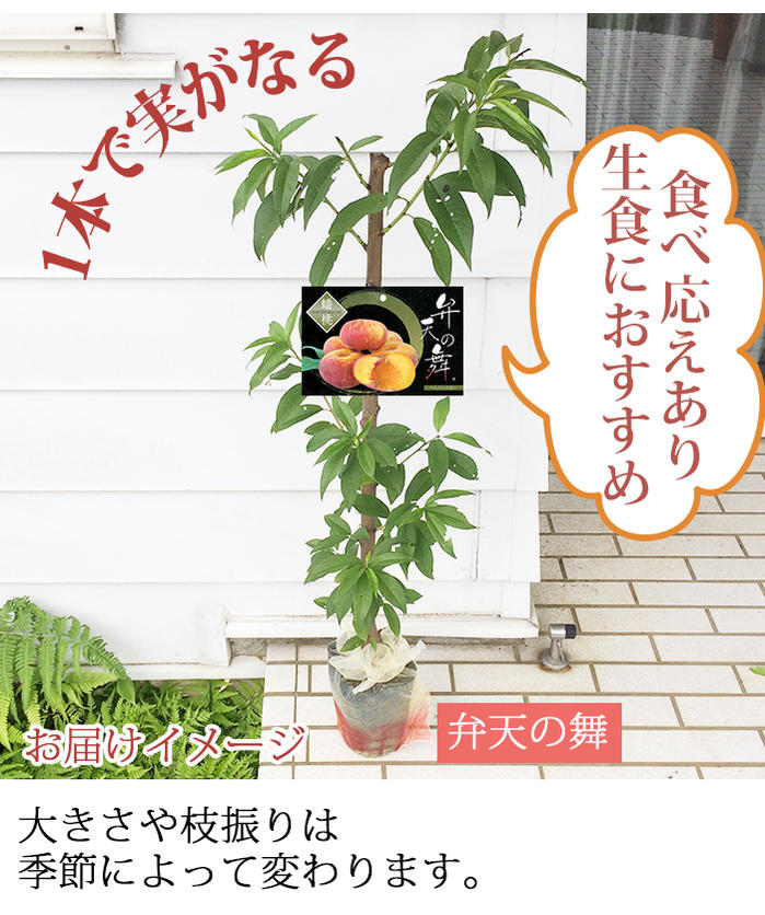 楽天市場 クーポンでお得 果樹 桃 ネクタリン 弁天の舞 鉢植え 1鉢 関東地域 即日発送 Amygdalus Persica Var Nectarina 珍しい 果樹 鉢植え お中元 ギフト 父 男性 贈り物 誕生日 プレゼント フラワーギフト お祝い 送料無料 一部地域を除く ハッピーガーデン