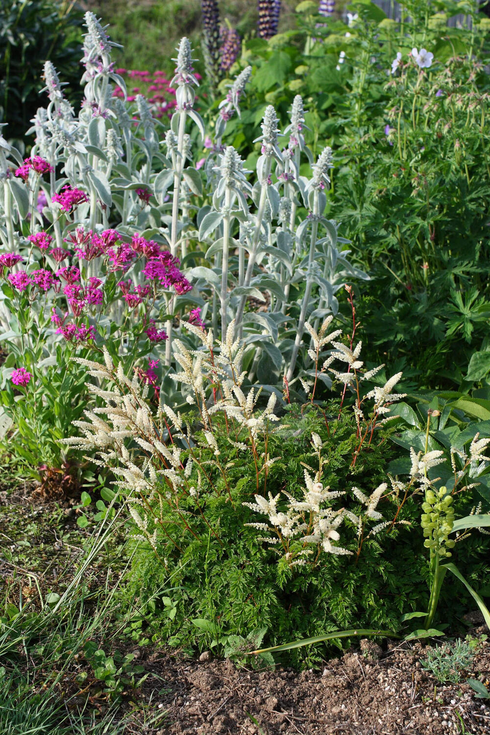 楽天市場 花苗 アランカス ノーブルスピリット 1鉢 3 5号 Aruncus Aethusifolius Noble Spirit シェードガーデン 半日陰 宿根 花苗 花壇 ガーデン ガーデニング 0430 ハッピーガーデン