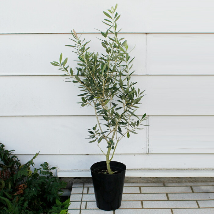 お中元 ギフト 果樹 オリーブの木 5号 1鉢 お届け中 地域限定 送料無料 Olive 硬質プラスチック鉢 Father S Day 父 お父さん 父親 祖父 プレゼント 実のなる木 庭木 オリーブ オリーヴ 誕生日 お祝い 21fd Giosenglish Com
