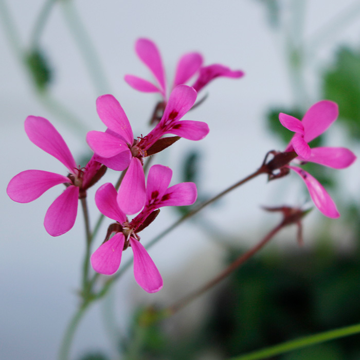 楽天市場 ペラルゴニウムパールピンク 1鉢3 5号pelargonium 多年草 桃花 春苗 花苗 苗 鉢植え 庭植え ガーデニング 花壇 草花 ペラルゴニューム ハッピーガーデン