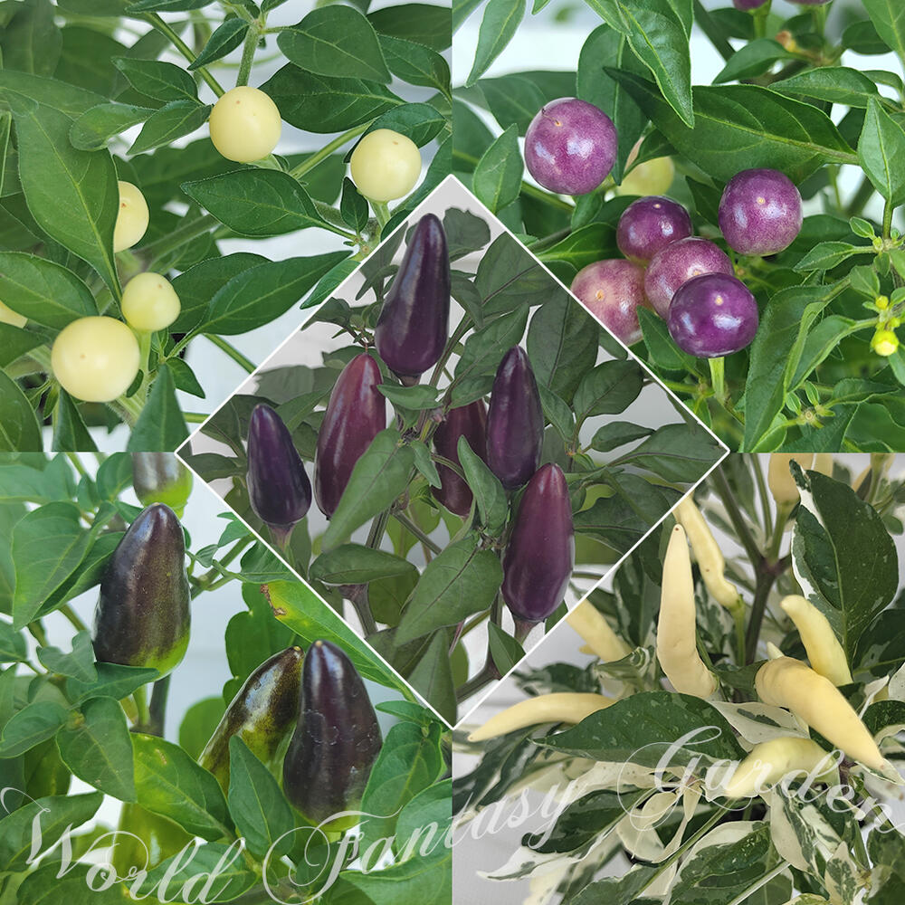 楽天市場 1000円ポッキリ 観賞用 トウガラシ おまかせ4種mix 4ポットセット 3 3 5号 お届け中 色は選べません Capsicum Annuum ガーデニング ガーデン 庭植え 鉢植え 寄せ植え とうがらし 唐辛子 唐芥子 蕃椒 ハッピーガーデン