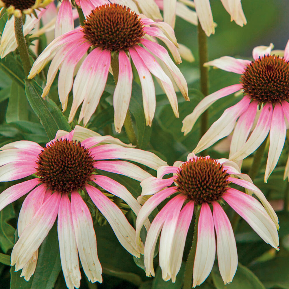 楽天市場 花苗 エキナセア ピンクアイ 1鉢3 5号 お届け中 Echinacea Pinkeye 秋苗 エキノセア バイカラー 2色咲き 桃 ピンク シングル咲き 多年草 宿根草 耐寒性宿根草 ハッピーガーデン