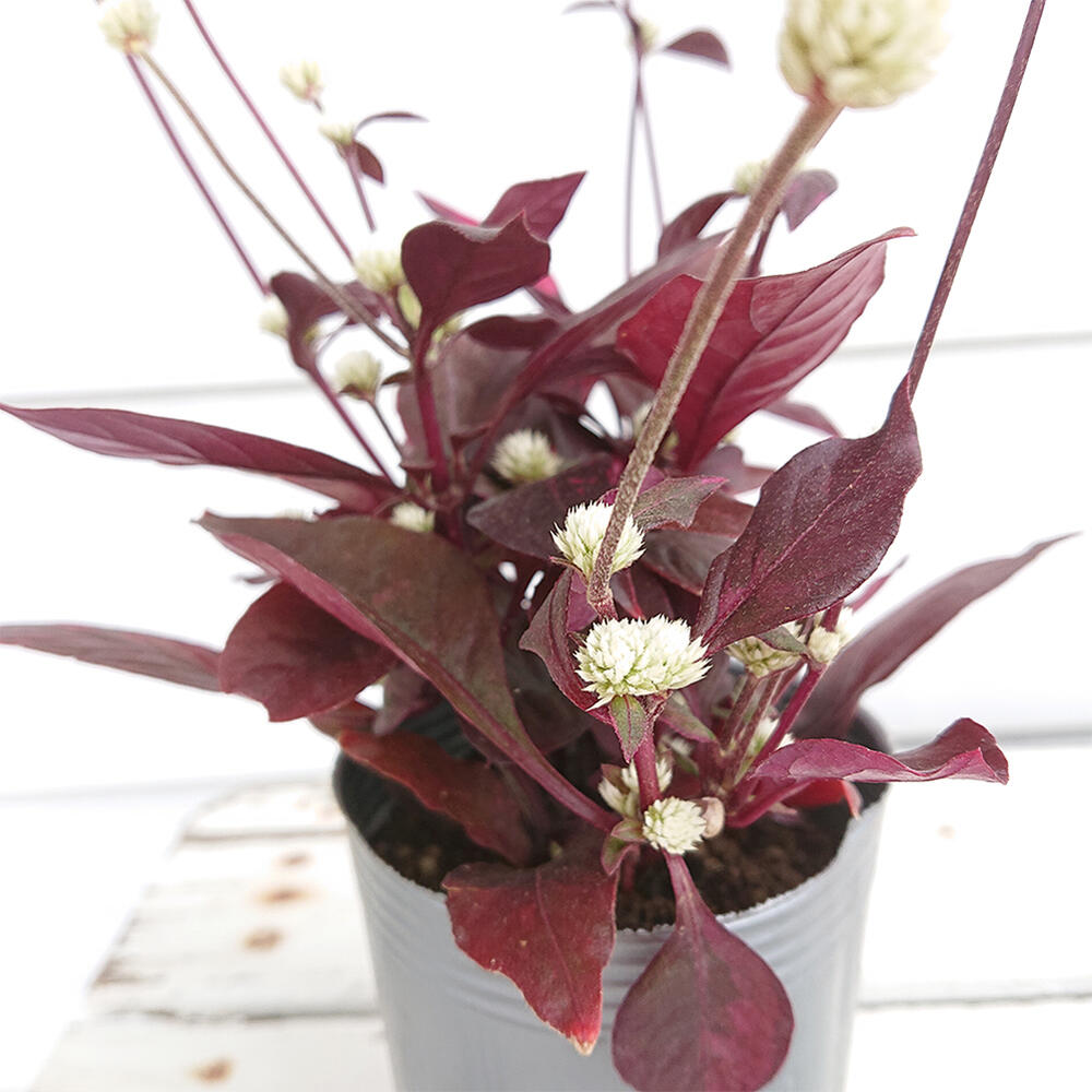 楽天市場 花苗 赤葉千日紅 1鉢 3号ロング お届け中 Alternanthera アルテルナンテラ レッドフラッシュ ハッピーガーデン