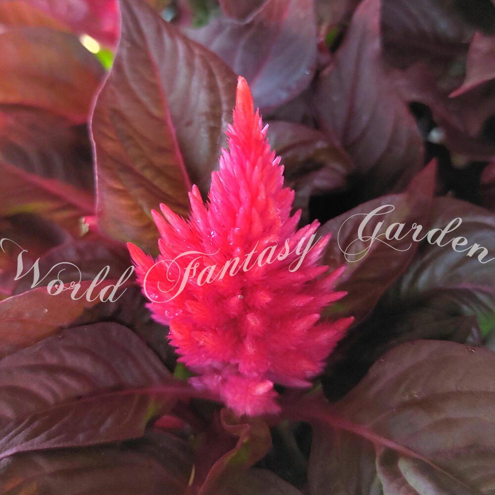 花苗 セロシア スマートルック 1鉢 4号celosia Smartlook ケイトウ Sale 92 Off けいとう 鉢 鉢植え プランター 花壇 鶏頭 銅葉 花の苗 花