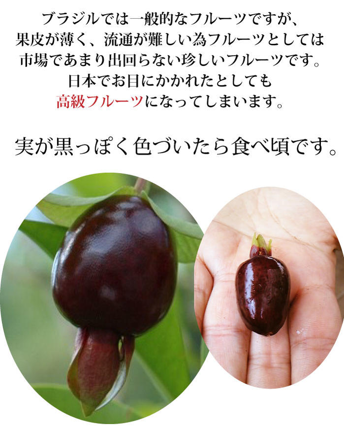楽天市場 苗木 セレージャ 3号 ４号 1鉢 お届け中 Eugenia Involucrata フトモモ科フトモモ属 耐寒性熱帯果樹 花苗 苗物 木 低木 果樹鉢植え 庭植え 南米の イチゴ いちご 収穫 白花 ハッピーガーデン