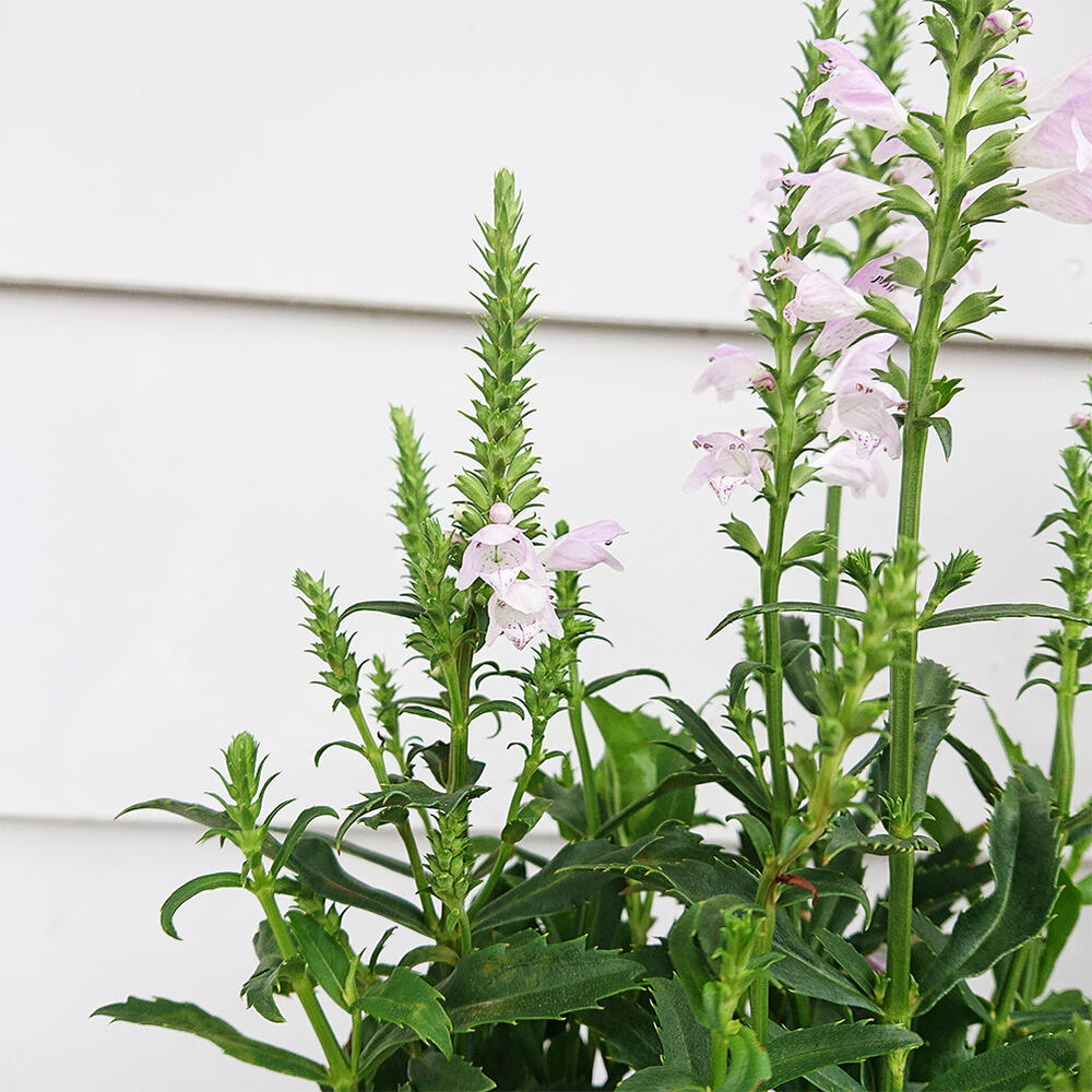 楽天市場 花苗 フィソステギア カクトラノオ ピンク 1鉢3 3 5号 お届け中 Physostegia Virginiana ハナトラノオ 花虎の尾 丈夫 多年草 宿根草 桃花 花壇 イングッシュガーデン ガーデン ガーデニング 花壇 草花 夏苗 秋苗 フィソステジア ハッピーガーデン ハッピー